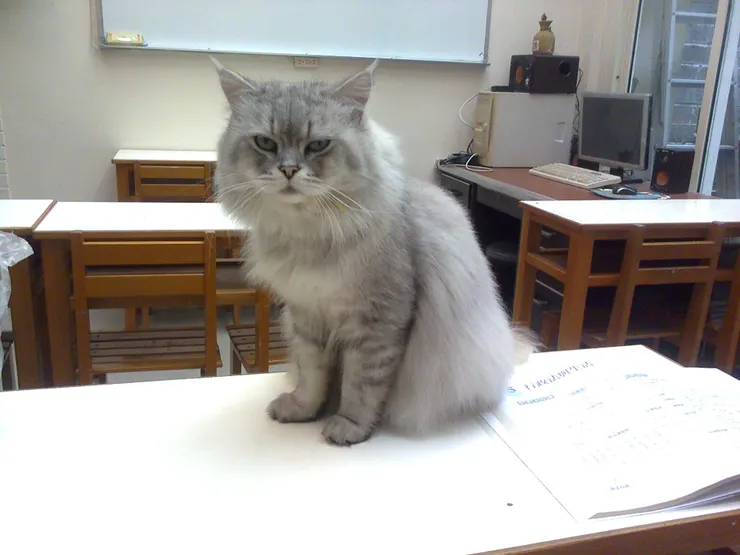 老師所飼養之金吉拉寶咪，大家偶爾會稱他為喵喵，極其親人，堪稱補習班公關貓，有時還會在學生上課時跑進教室，曾在筆者上廁所時霸佔筆者的位置，或是直接在學生課本上趴著