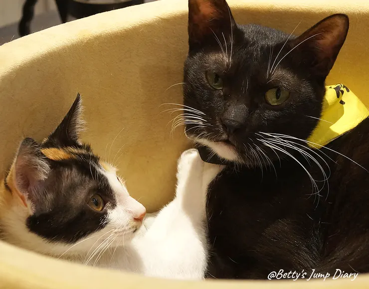 ▲踏踏咖啡-貓咪/圖片來源：Betty's Jump Diary