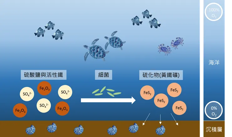 黃鐵礦化菊石的生成說明