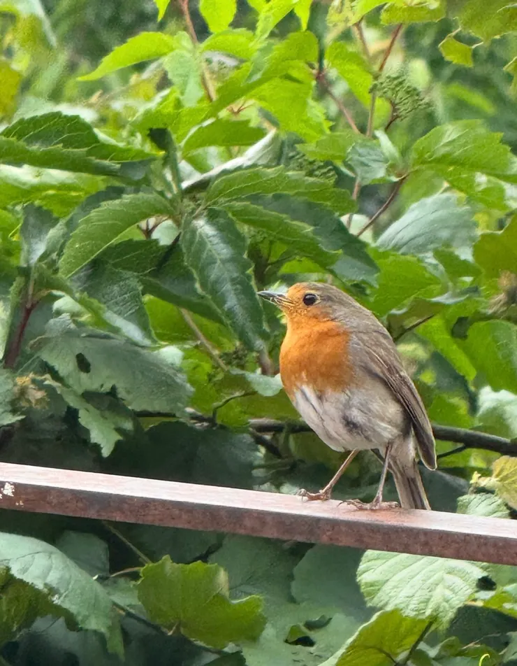 歡迎我們回家的小鳥