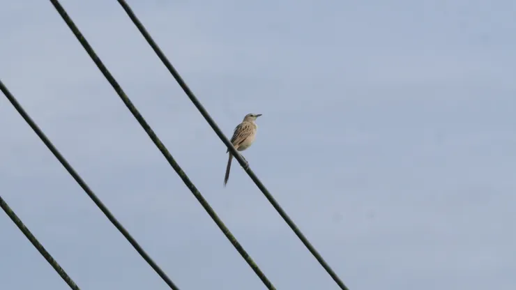 沼澤大尾鶯 Striated grassbird
