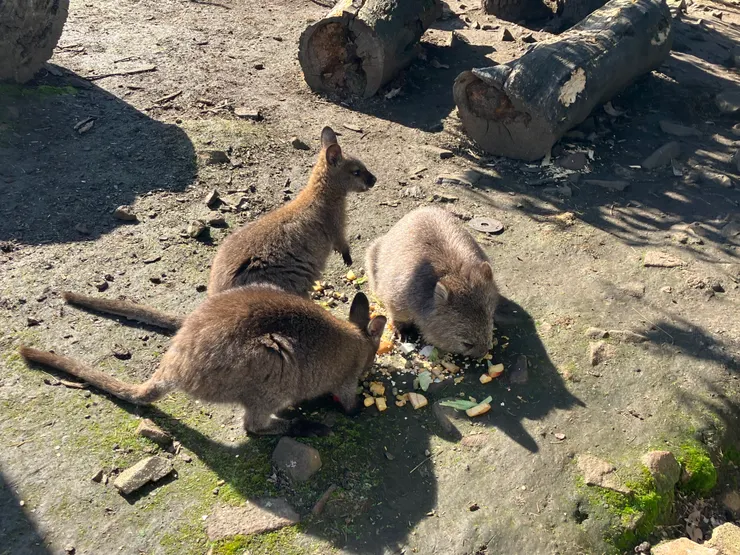 袋熊與小袋鼠的早餐時光~
