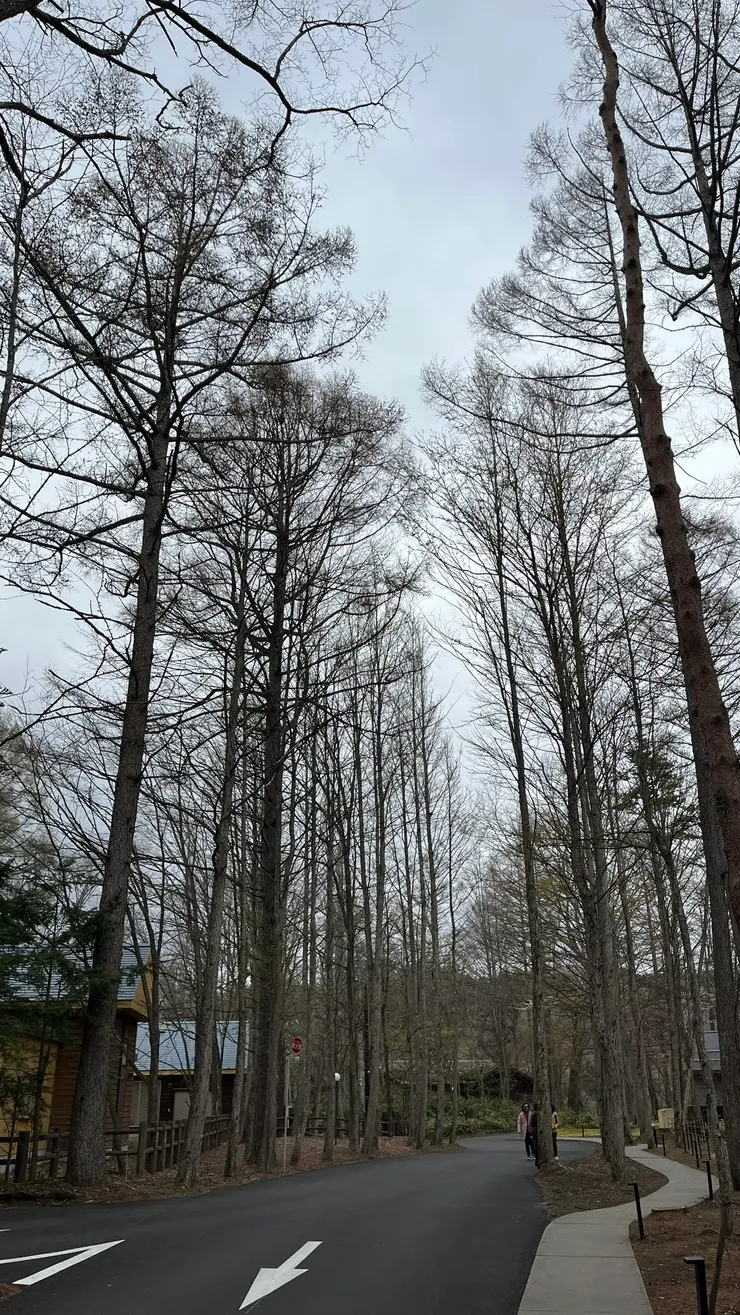 雖然樹光凸凸，我自己卻覺得滿漂亮的。