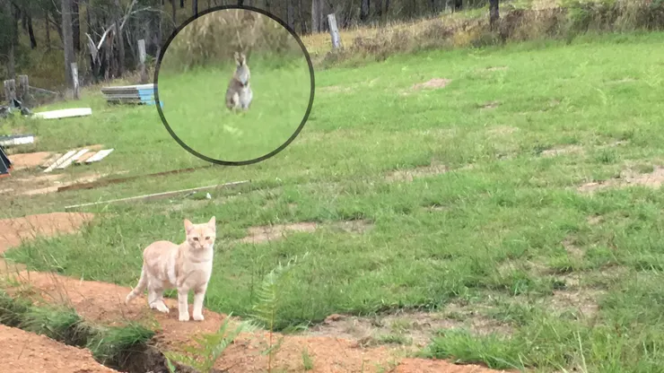 Honey:我不是故意要嚇牠的...