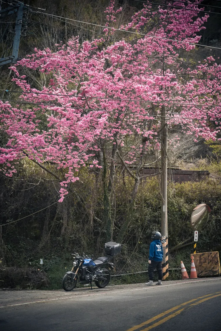 路邊的櫻花樹反而更吸引我。