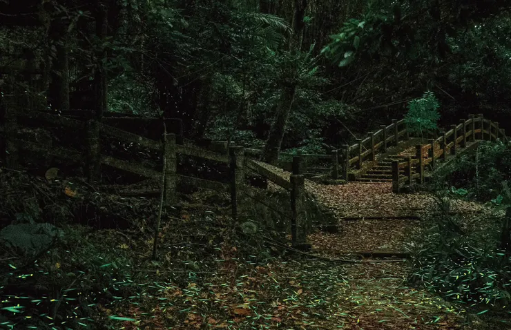 四月的南投中寮是流螢紛飛的季節。   螢火蟲照片，謝謝中寮之藝提供