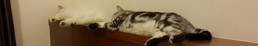 不是貓—電玩與生活教我的事的沙龍