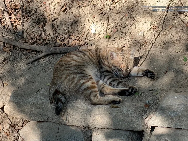 小蝦拍攝｜樹蔭下呼呼大睡的貓貓