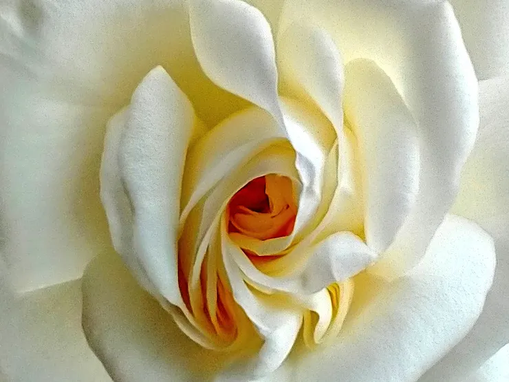 我們終將化做土,變成灰;滋養一棵樹,一枝草,一朵花。