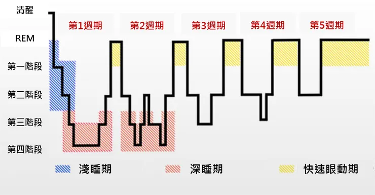 正常夜間睡眠通常經歷4-6個睡眠週期