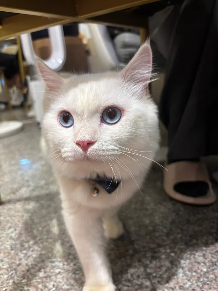 2025/10/11 我姐給我看的領養動物