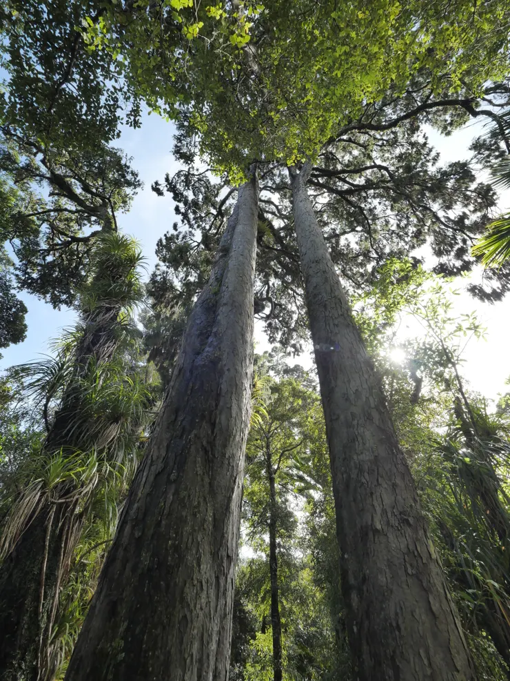 巨木參天的樹林