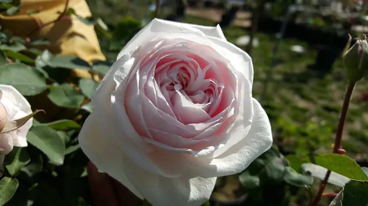 莫梅森的紀念品，據說是拿破崙夫人約瑟芬的心頭之好，珍貴到須派人全天候守護。