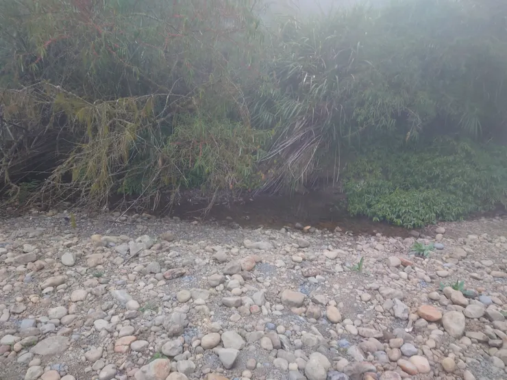 水樣森林營地有兩處水源，這是第一處，水質相對乾淨，夜間看的到蝌蚪家庭