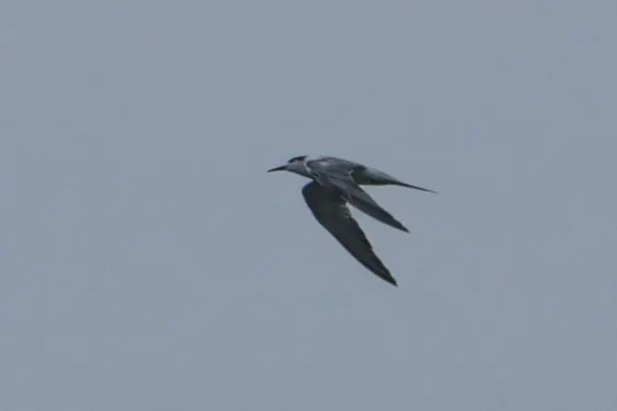 Gull-billed Tern