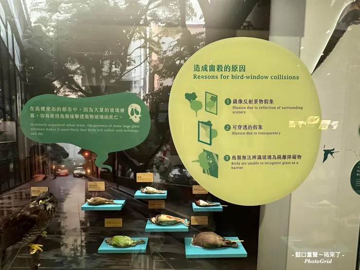這個玻璃展示窗讓民眾想像鳥兒在城市遇到的麻煩。