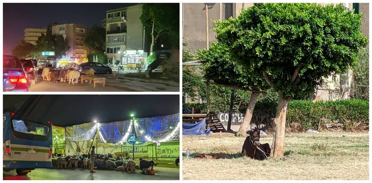 宰牲節前陸續抵達城市的牛與羊(筆者攝)