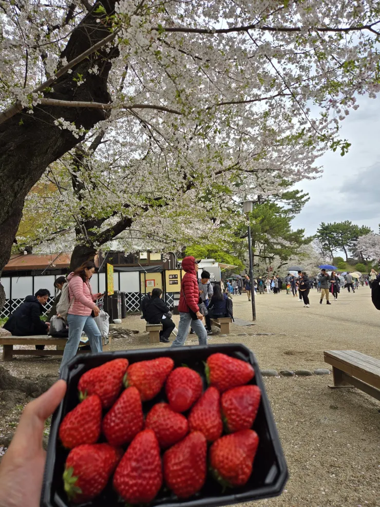櫻花樹下吃草莓