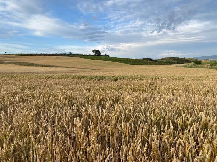 延路的漂亮麥田,這也是法國之路最美的風景之一