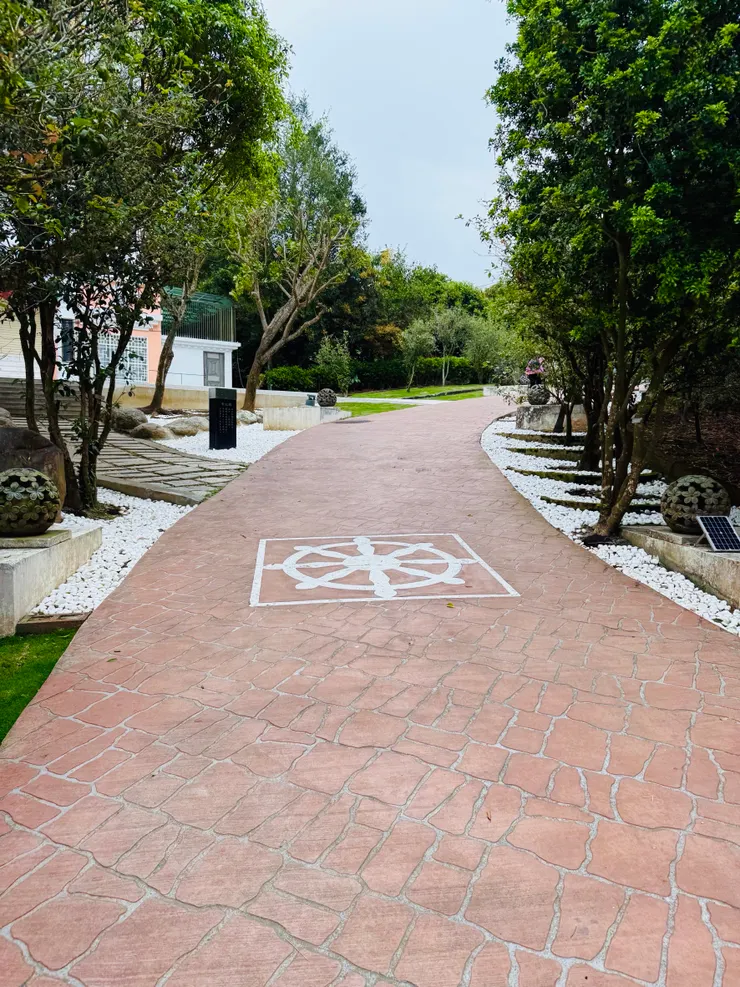 小徑兩旁高大的桂花樹