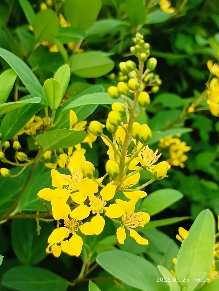 孤芳遠，金英花