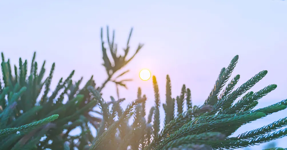 海豬與山的沙龍