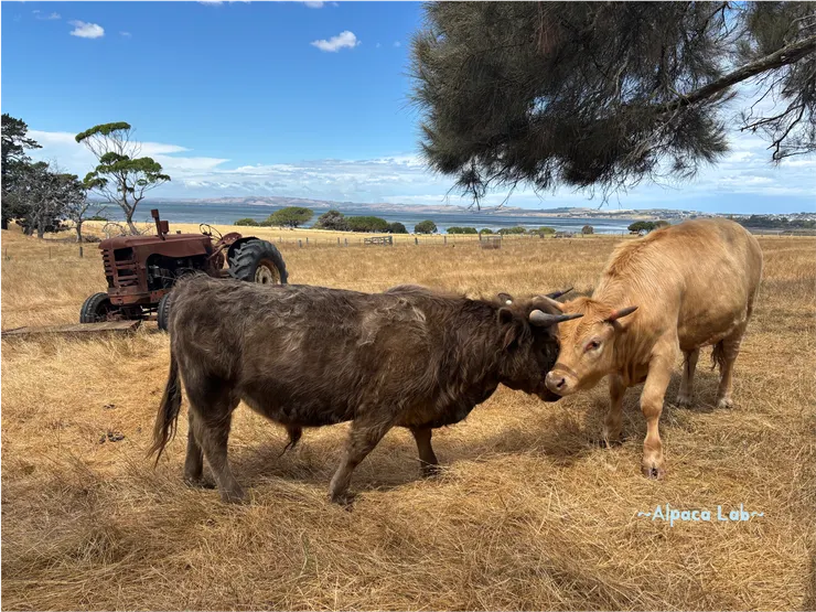 兩隻牛在蹭頭好像有戲~