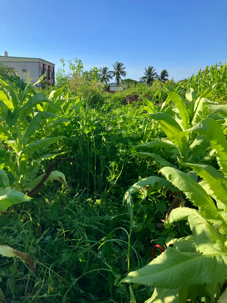 兩畦山萵苣中間走道的除草情形