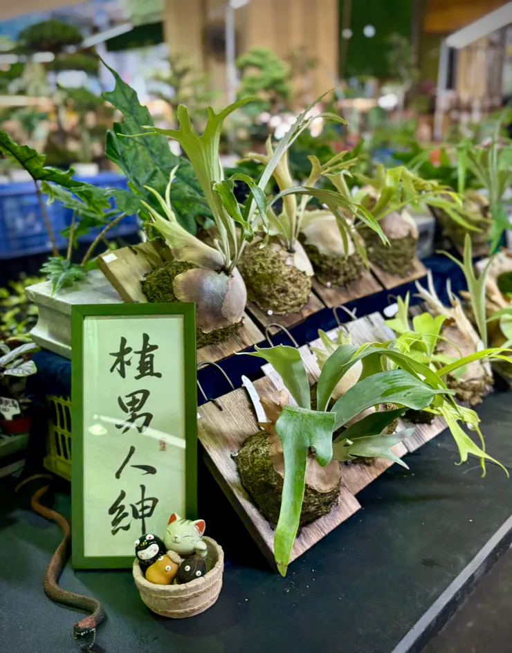 高人氣的鹿角蕨