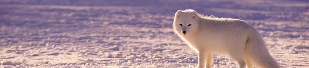寫原創小說的貓 喵～