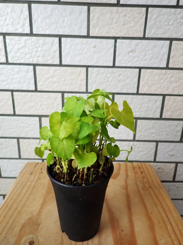 新店崇光社大113.12.25