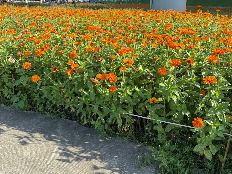 2026/04/26 紅色的花