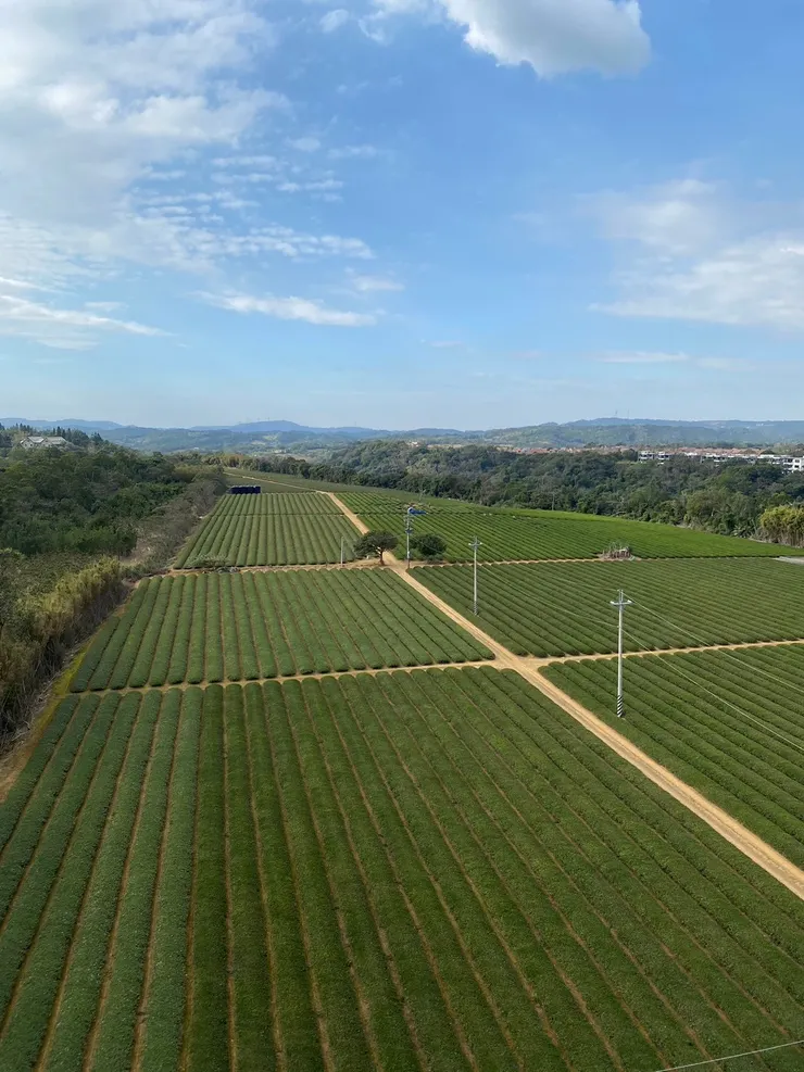 摩天輪上眺望茶園