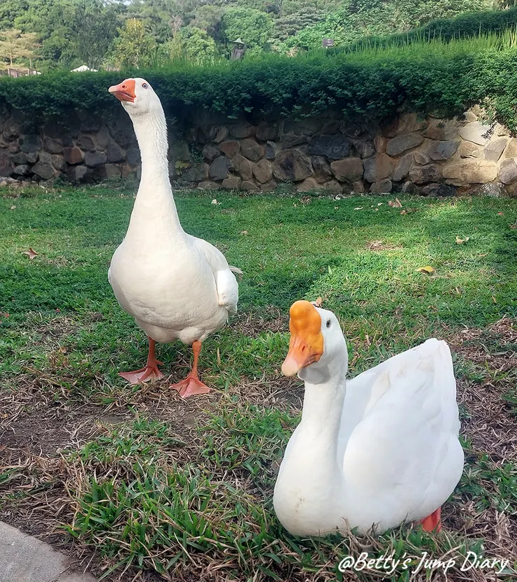 ▲大有梯田生態公園/圖片來源：Betty's Jump Diary