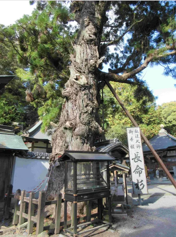 極樂寺長命杉
