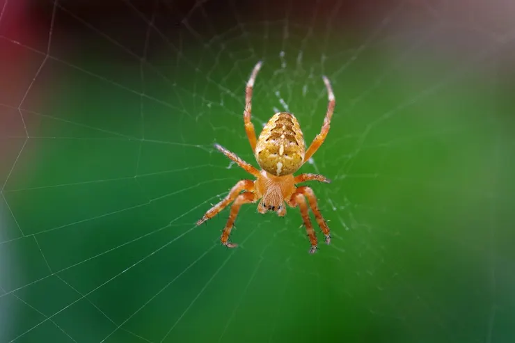 蜘蛛 (圖片來自Pixabay)