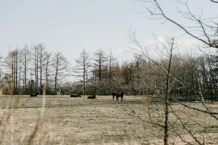 戶外草原隨處可見的牛馬