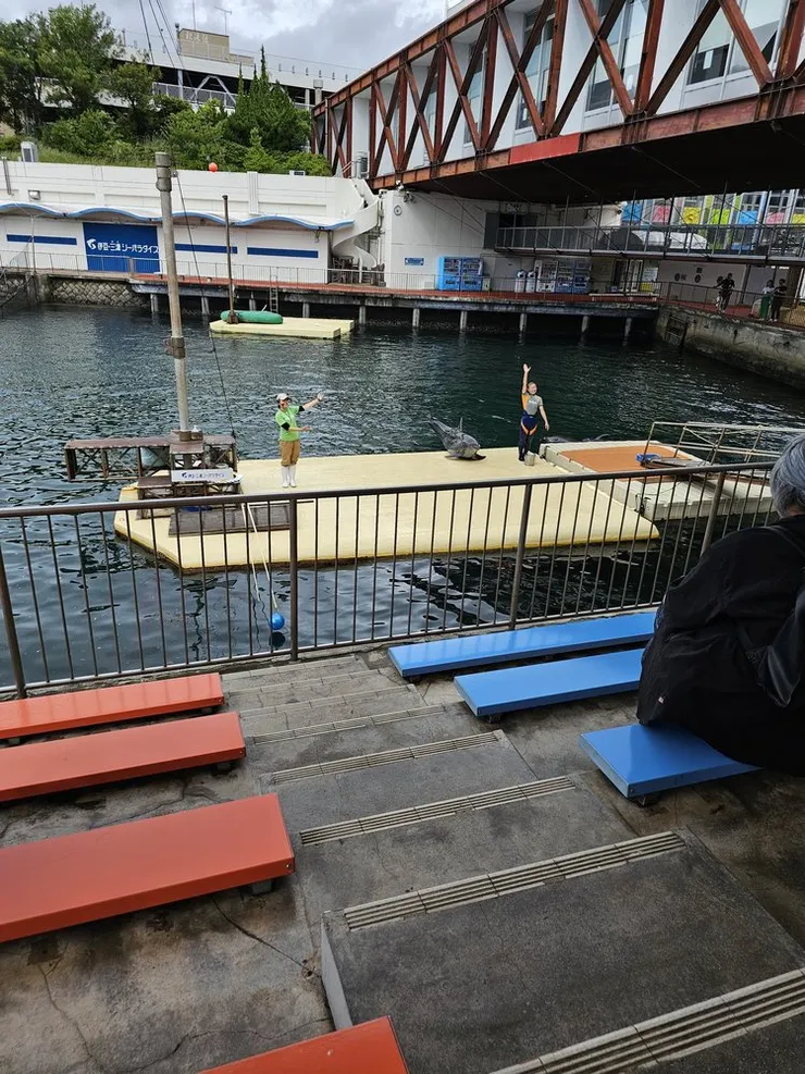 海豚秀，意外地精彩，我都懷疑訓練員更像表演者了，會有各種飛出水面的動作，我看之後能不能補個影片