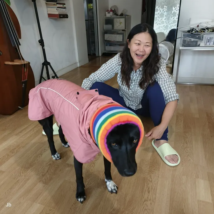 【後天要搭火車前往巴黎展開羅亞爾河大區之旅，帶阿肥去，怡青先已請訓練師來上課，並依建議數次帶牠去車站熟悉人多喧鬧的環境，又買了這個彩虹頭套，主要是罩住耳朵，降低接收的音量。看阿肥這個無奈的眼神，真忍俊不禁。】