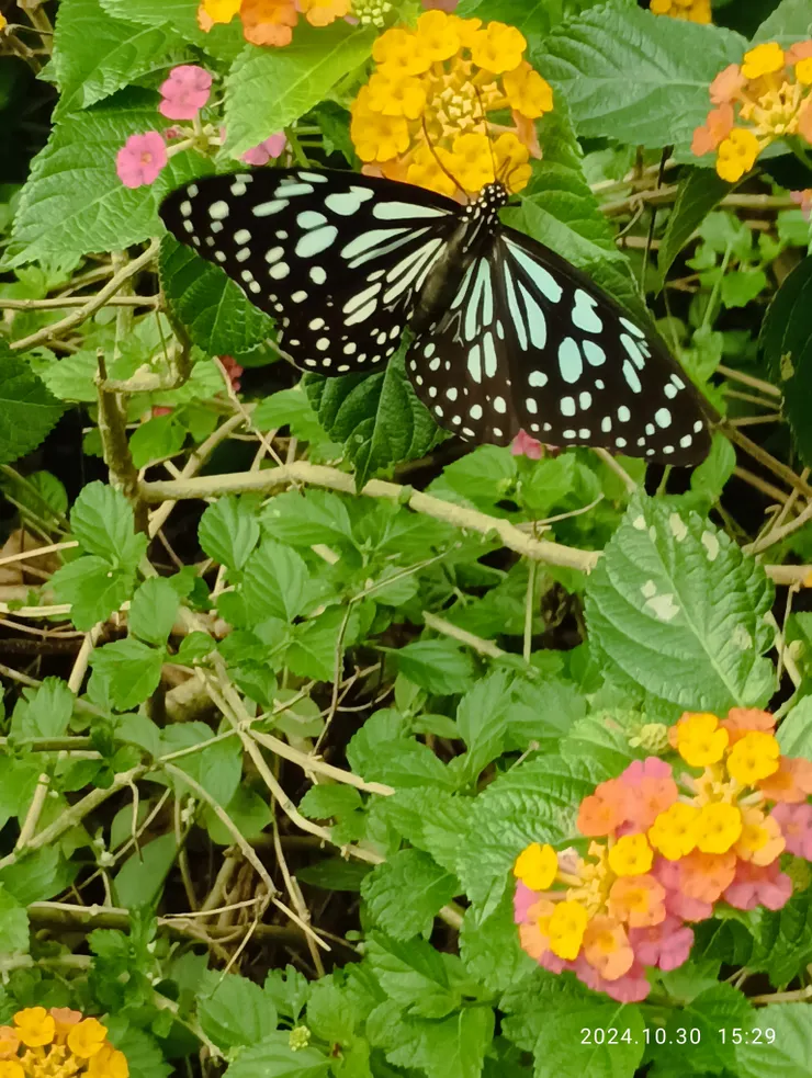 斑蝶共我馬纓戲