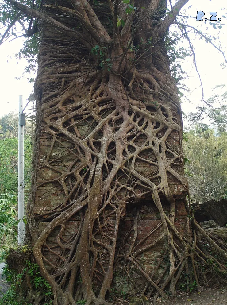 複雜的根 (陳傳義 拍攝)