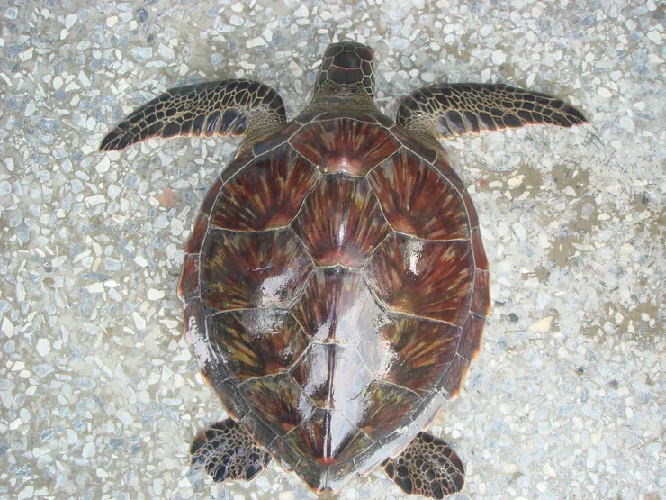 綠蠵龜外形上並沒有顯現出綠色色彩