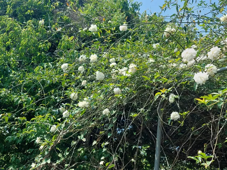 荼蘼枝蔓柔軟，經常被古人用來做為亭台樓閣的造景。