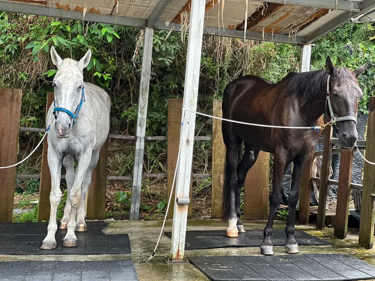 外澳小山丘馬場