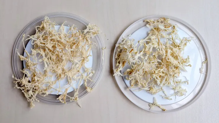 左邊是日曬、右邊是果乾機