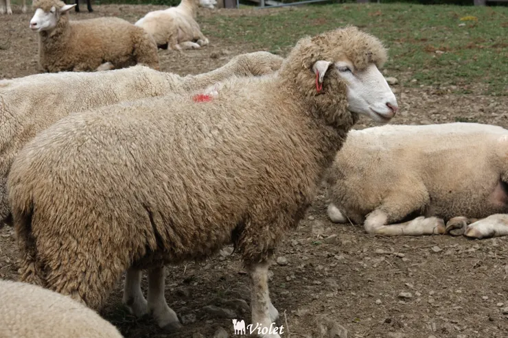 清境農場綿羊