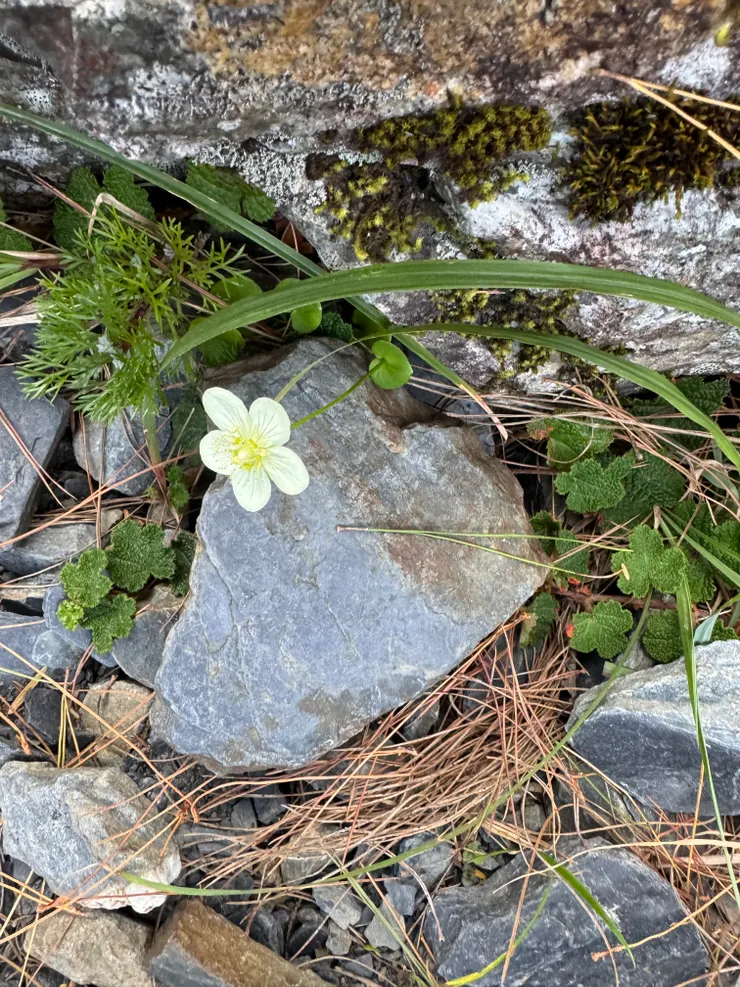 路旁小花很療育