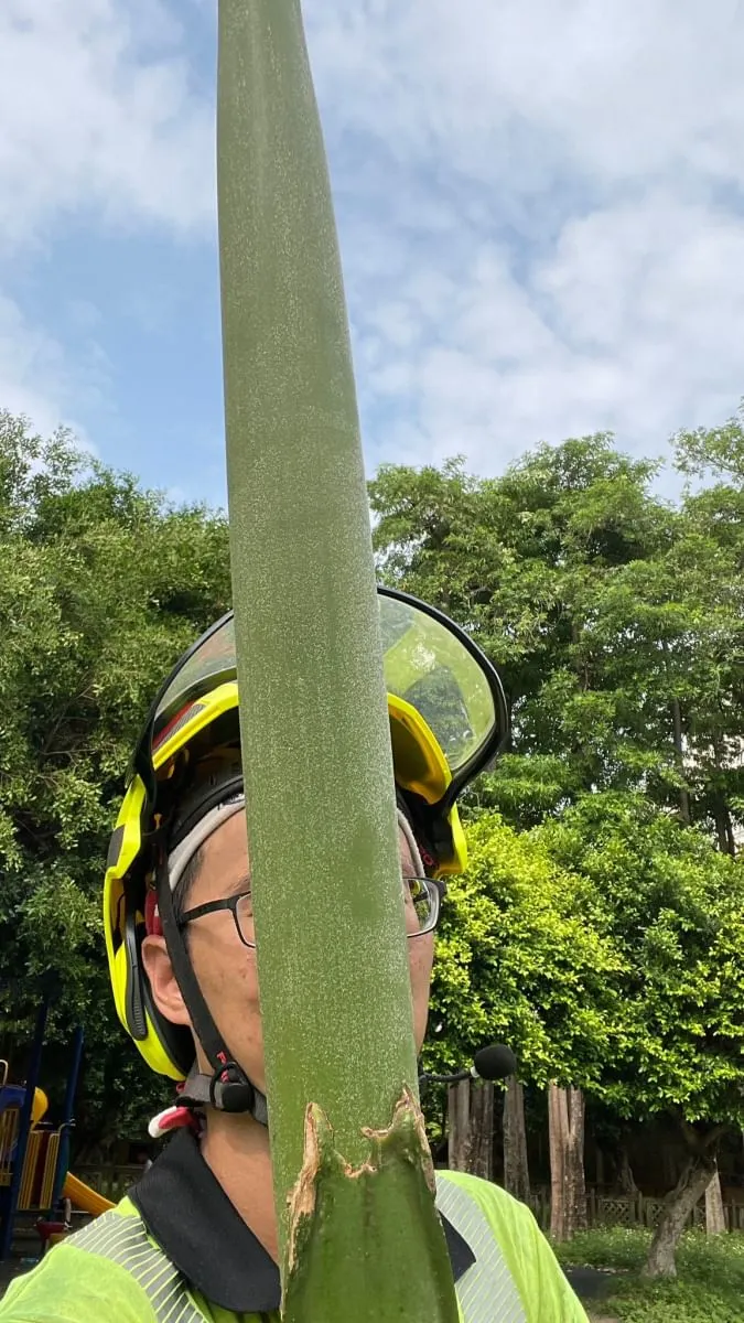 大王椰子花苞我們都叫他砲彈