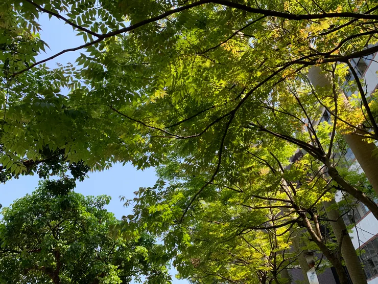 搖曳生姿中光影