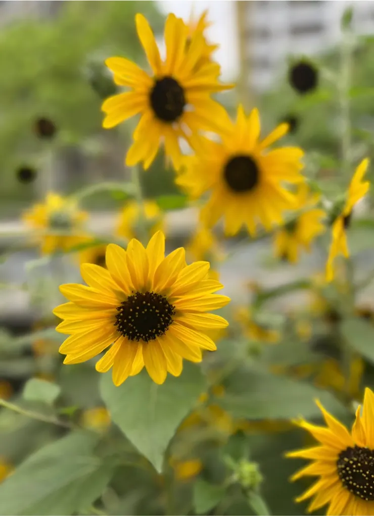 追隨光、保持熱情、用自己的方式閃耀